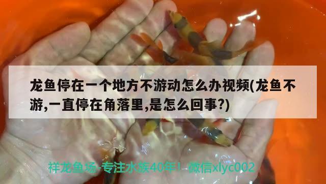 龍魚停在一個地方不游動怎么辦視頻(龍魚不游,一直停在角落里,是怎么回事?) 財神鸚鵡魚