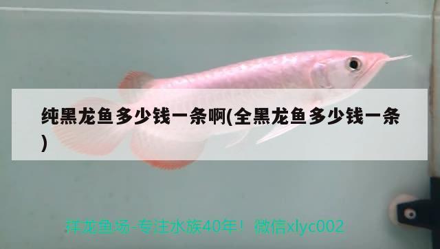 純黑龍魚多少錢一條啊(全黑龍魚多少錢一條) 野彩魚