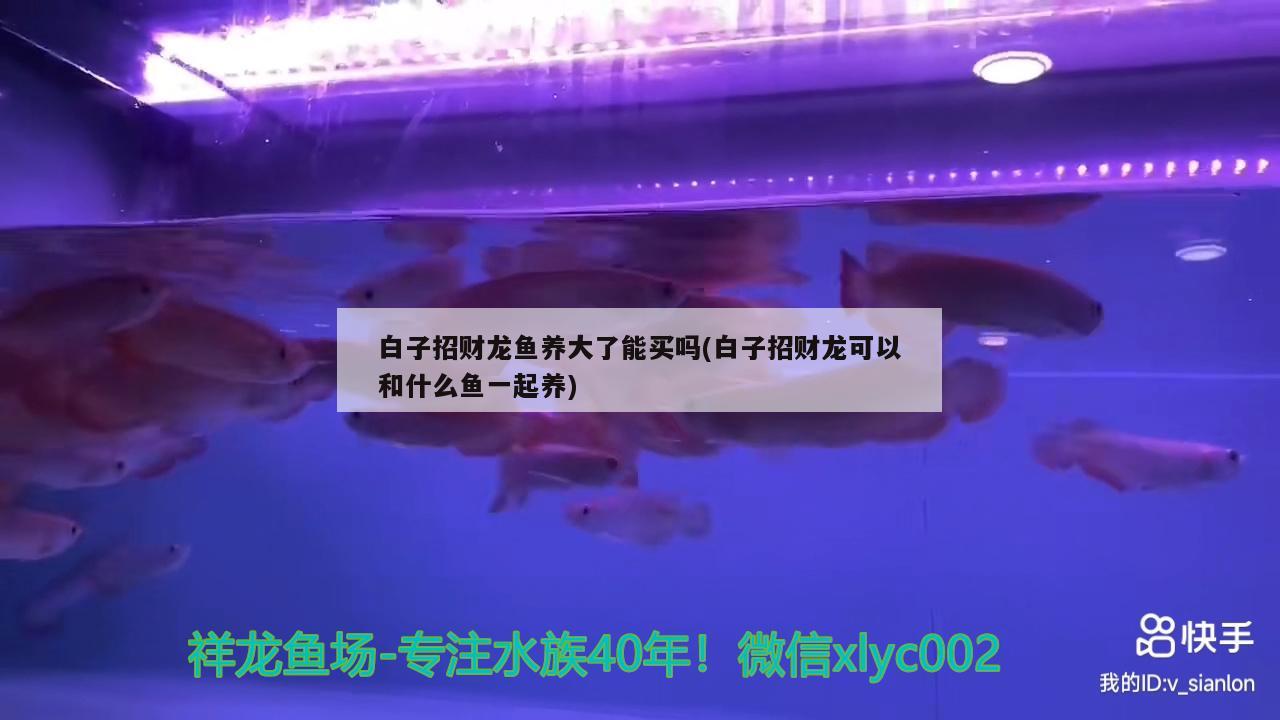 白子招財龍魚養(yǎng)大了能買嗎(白子招財龍可以和什么魚一起養(yǎng))