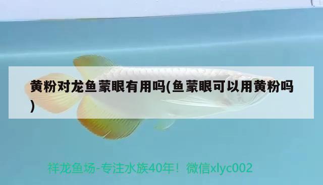 黃粉對龍魚蒙眼有用嗎(魚蒙眼可以用黃粉嗎) 眼斑魚