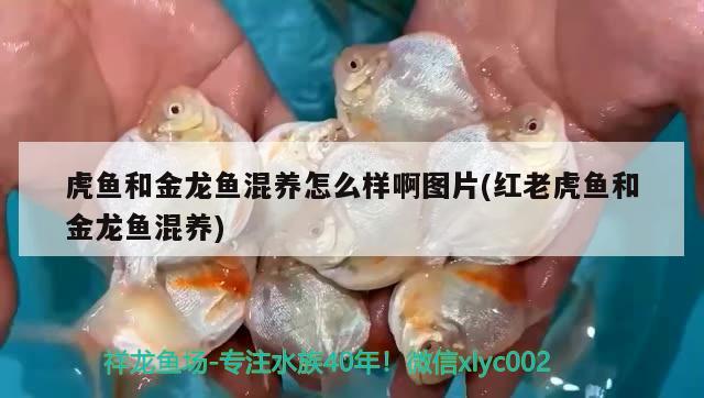 虎魚和金龍魚混養(yǎng)怎么樣啊圖片(紅老虎魚和金龍魚混養(yǎng)) 紅老虎魚