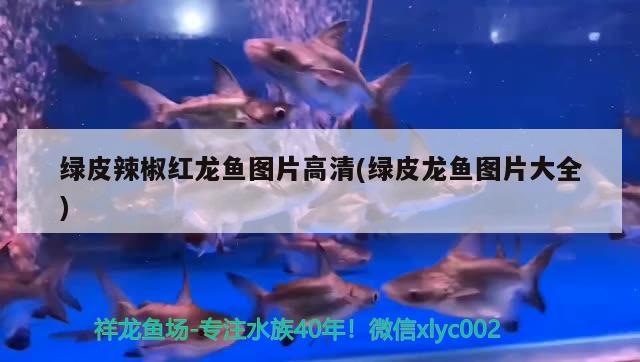 通化觀賞魚市場生病修養(yǎng)中龍魚圈