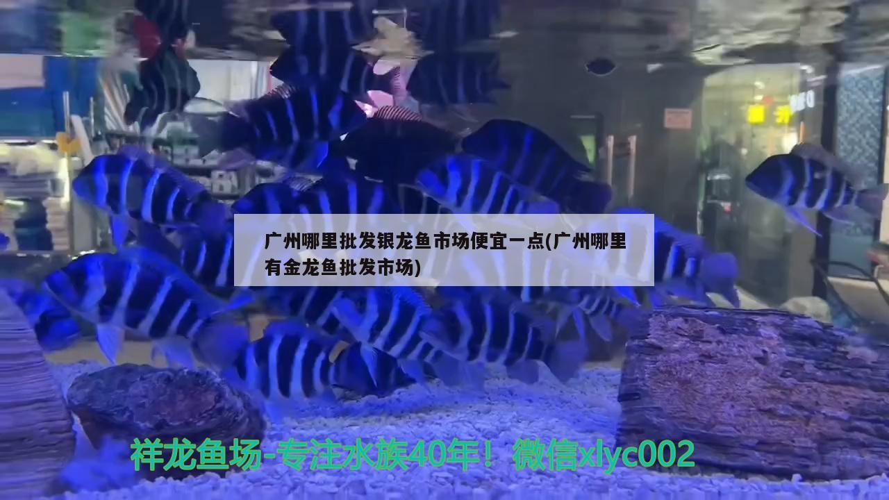 廣州哪里批發(fā)銀龍魚(yú)市場(chǎng)便宜一點(diǎn)(廣州哪里有金龍魚(yú)批發(fā)市場(chǎng)) 龍魚(yú)批發(fā)