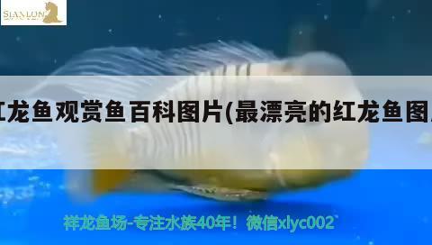 紅龍魚觀賞魚百科圖片(最漂亮的紅龍魚圖片)