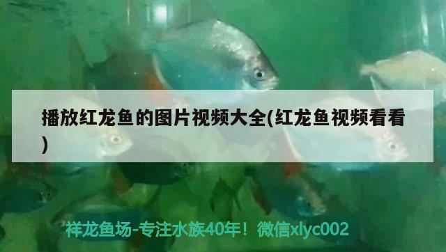 播放紅龍魚的圖片視頻大全(紅龍魚視頻看看)