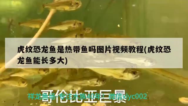 虎紋恐龍魚是熱帶魚嗎圖片視頻教程(虎紋恐龍魚能長多大) 肥料