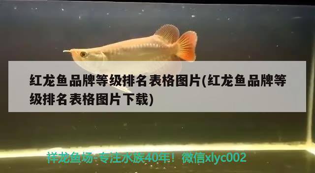 紅龍魚品牌等級(jí)排名表格圖片(紅龍魚品牌等級(jí)排名表格圖片下載) 元寶鯽