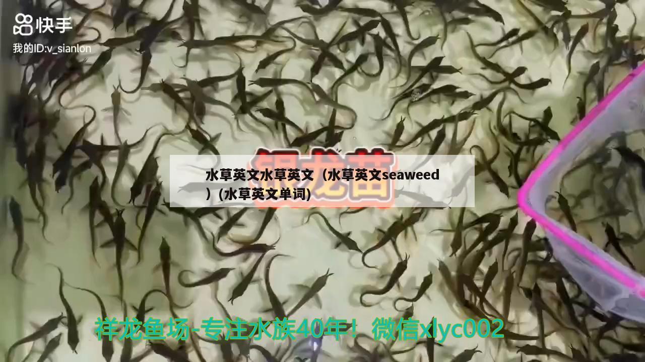 水草英文水草英文（水草英文seaweed）(水草英文單詞) 水草