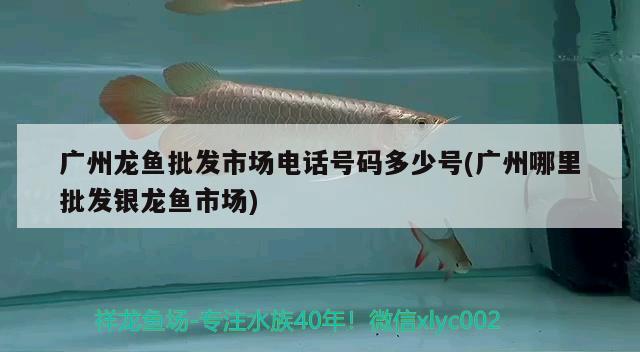 廣州龍魚批發(fā)市場電話號碼多少號(廣州哪里批發(fā)銀龍魚市場)