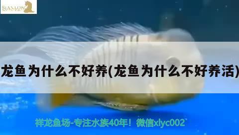 龍魚為什么不好養(yǎng)(龍魚為什么不好養(yǎng)活)