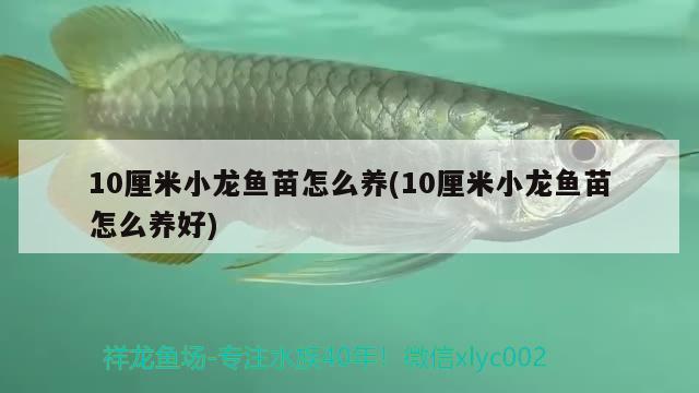 10厘米小龍魚苗怎么養(yǎng)(10厘米小龍魚苗怎么養(yǎng)好) 鸚鵡魚