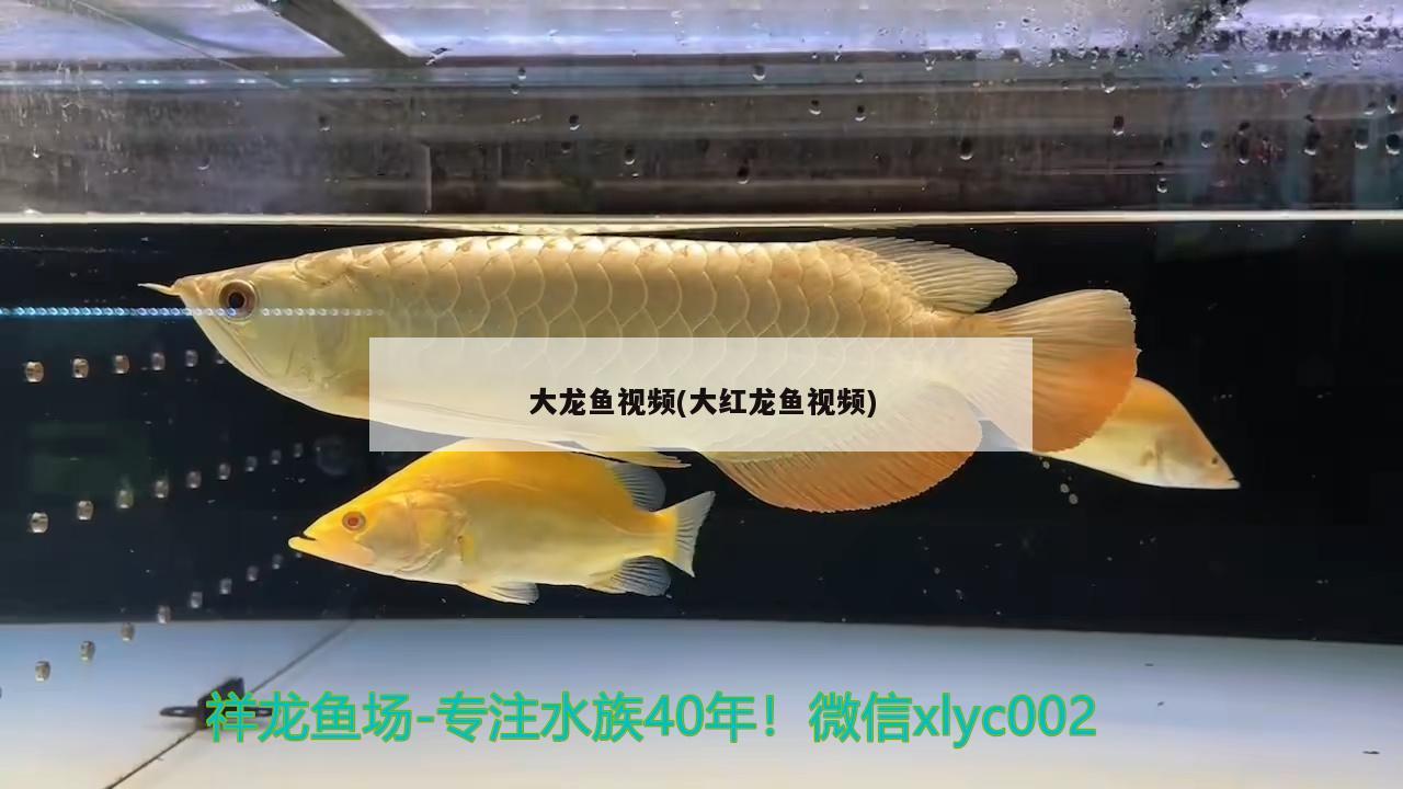 吉林市金龍魚總代理地址電話：吉林市金龍魚總代理電話號碼