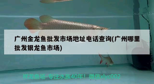 蘭州哪里賣(mài)魚(yú)缸便宜又好用：蘭州哪里有賣(mài)水缸的 廣州水族批發(fā)市場(chǎng) 第1張