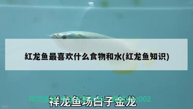 紅龍魚(yú)最喜歡什么食物和水(紅龍魚(yú)知識(shí)) 黃金鴨嘴魚(yú)