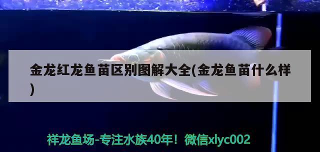 新老魚如何合缸合缸要注意什么 魚缸凈水劑 第2張