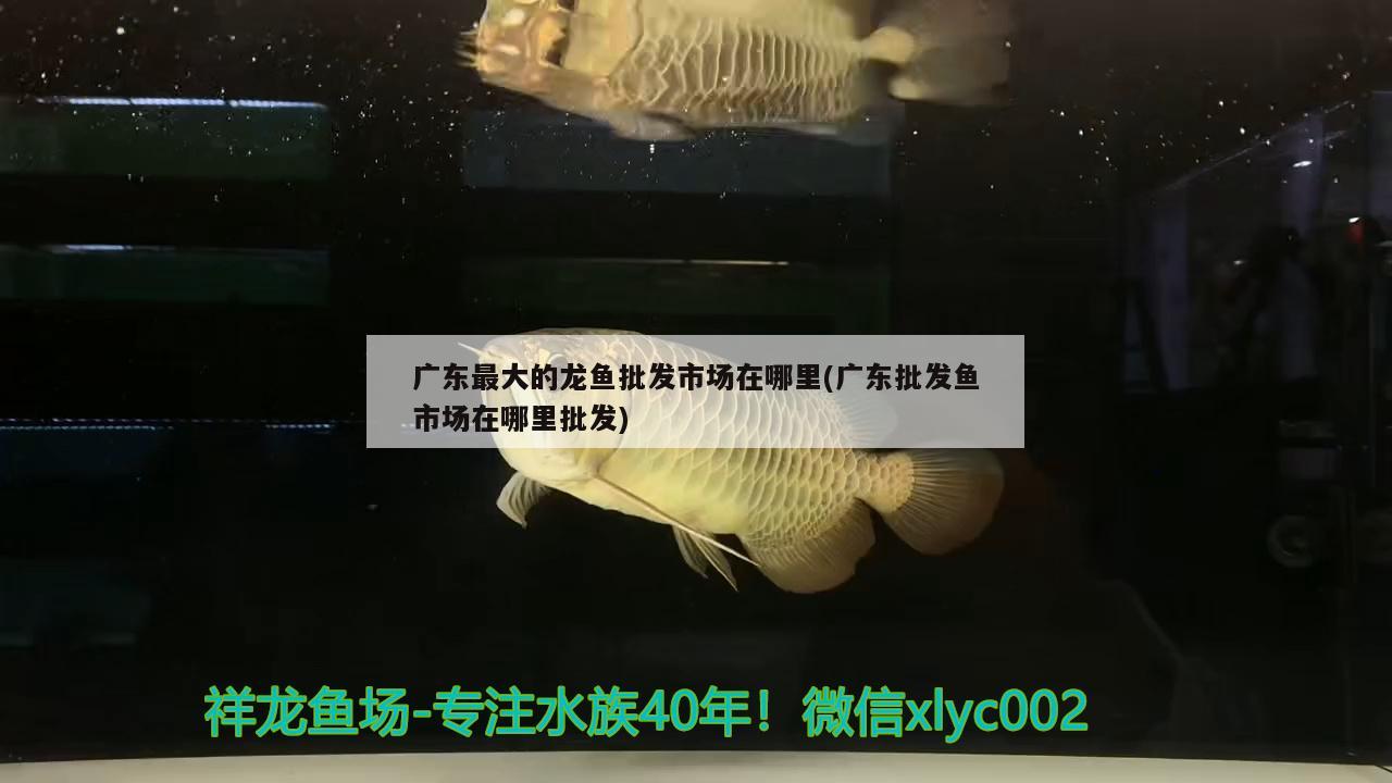 惠州亞克力魚缸廠家電話號碼解釋魚缸、水晶玻璃魚缸水質(zhì)，惠州亞克力魚缸廠家、魚缸如何改變魚缸水質(zhì)