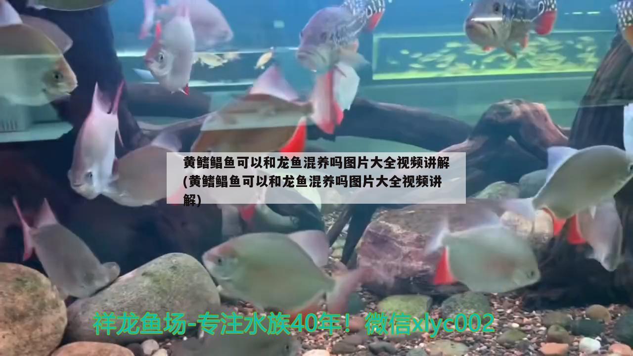 黃鰭鯧魚可以和龍魚混養(yǎng)嗎圖片大全視頻講解(黃鰭鯧魚可以和龍魚混養(yǎng)嗎圖片大全視頻講解) 黃鰭鯧魚