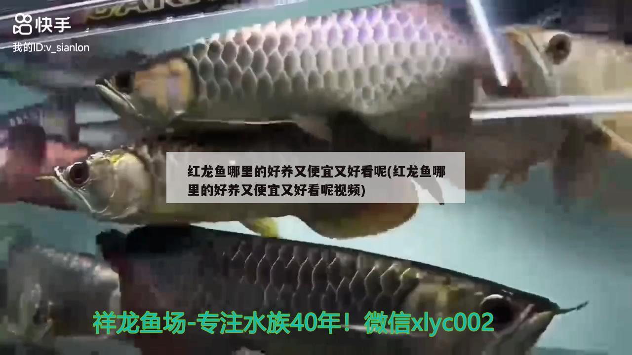 紅龍魚哪里的好養(yǎng)又便宜又好看呢(紅龍魚哪里的好養(yǎng)又便宜又好看呢視頻)