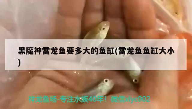 黑魔神雷龍魚(yú)要多大的魚(yú)缸(雷龍魚(yú)魚(yú)缸大小)