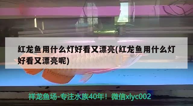 紅龍魚用什么燈好看又漂亮(紅龍魚用什么燈好看又漂亮呢) 南美異型魚