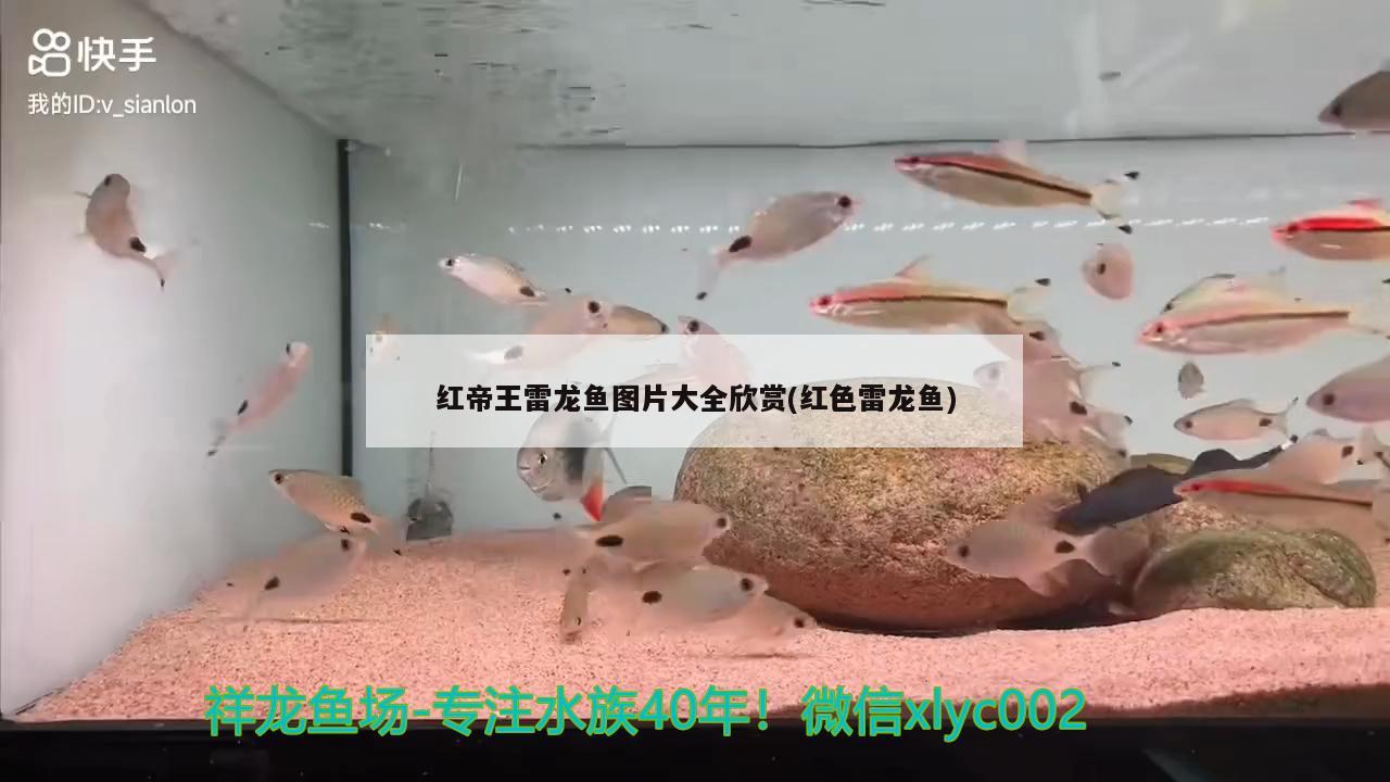 紅帝王雷龍魚圖片大全欣賞(紅色雷龍魚) 斑馬鴨嘴魚苗