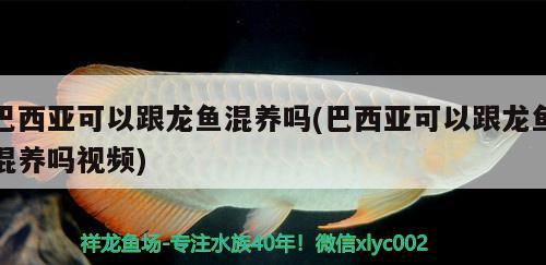 為愛(ài)魚(yú)尋找舌尖上的美味