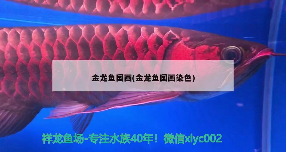 金龍魚國畫(金龍魚國畫染色) 祥龍水族濾材/器材