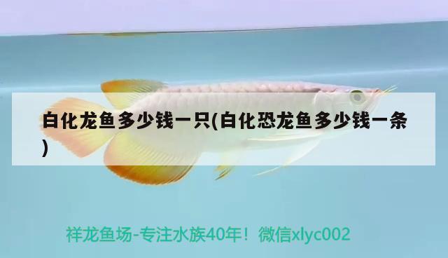 白化龍魚多少錢一只(白化恐龍魚多少錢一條)