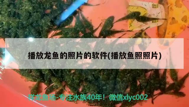 播放龍魚的照片的軟件(播放魚照照片) 魚糧魚藥