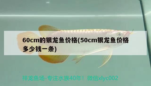 魚缸里能不能放維生素b12(維生素b12能放魚缸里嗎) 帝王血鉆魚 第3張