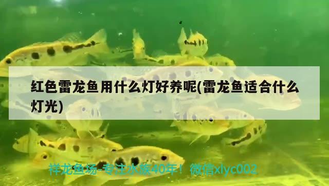 自己做魚(yú)缸怎么做才牢固 自己動(dòng)手做魚(yú)缸教程