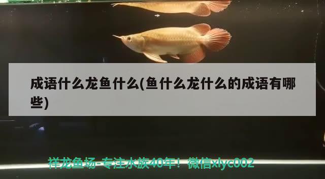 南充水族批發(fā)市場