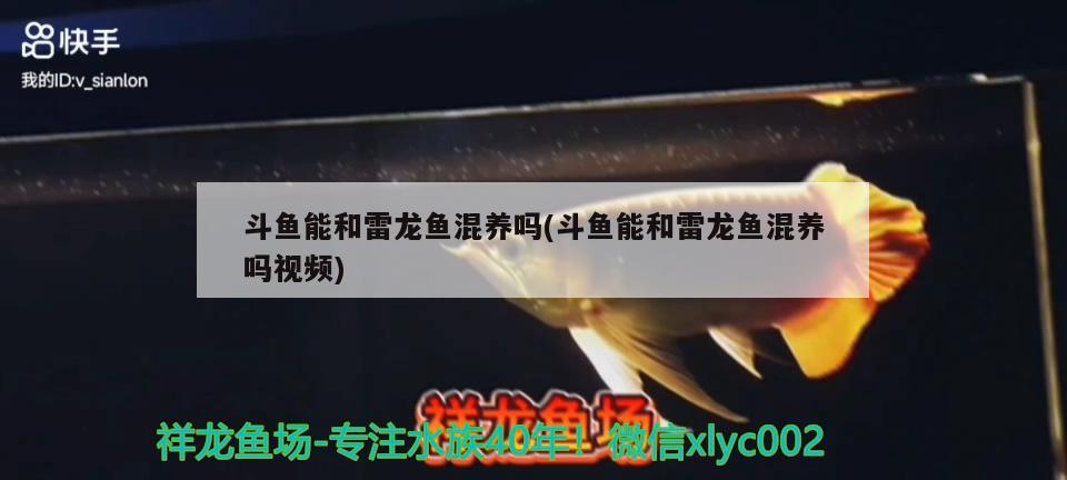 斗魚(yú)能和雷龍魚(yú)混養(yǎng)嗎(斗魚(yú)能和雷龍魚(yú)混養(yǎng)嗎視頻)