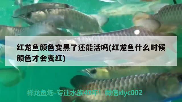 紅龍魚顏色變黑了還能活嗎(紅龍魚什么時候顏色才會變紅)