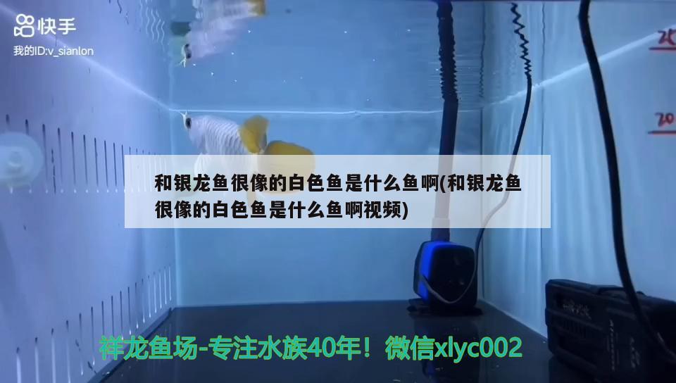 龍魚眼上長白膜用什么藥好（龍魚眼上長白膜用什么藥好使） 黃金斑馬魚