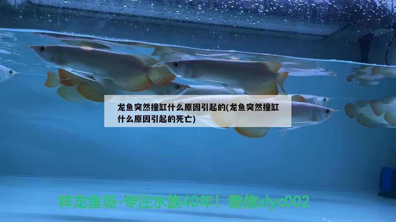 龍魚突然撞缸什么原因引起的(龍魚突然撞缸什么原因引起的死亡) 國產(chǎn)元寶鳳凰魚