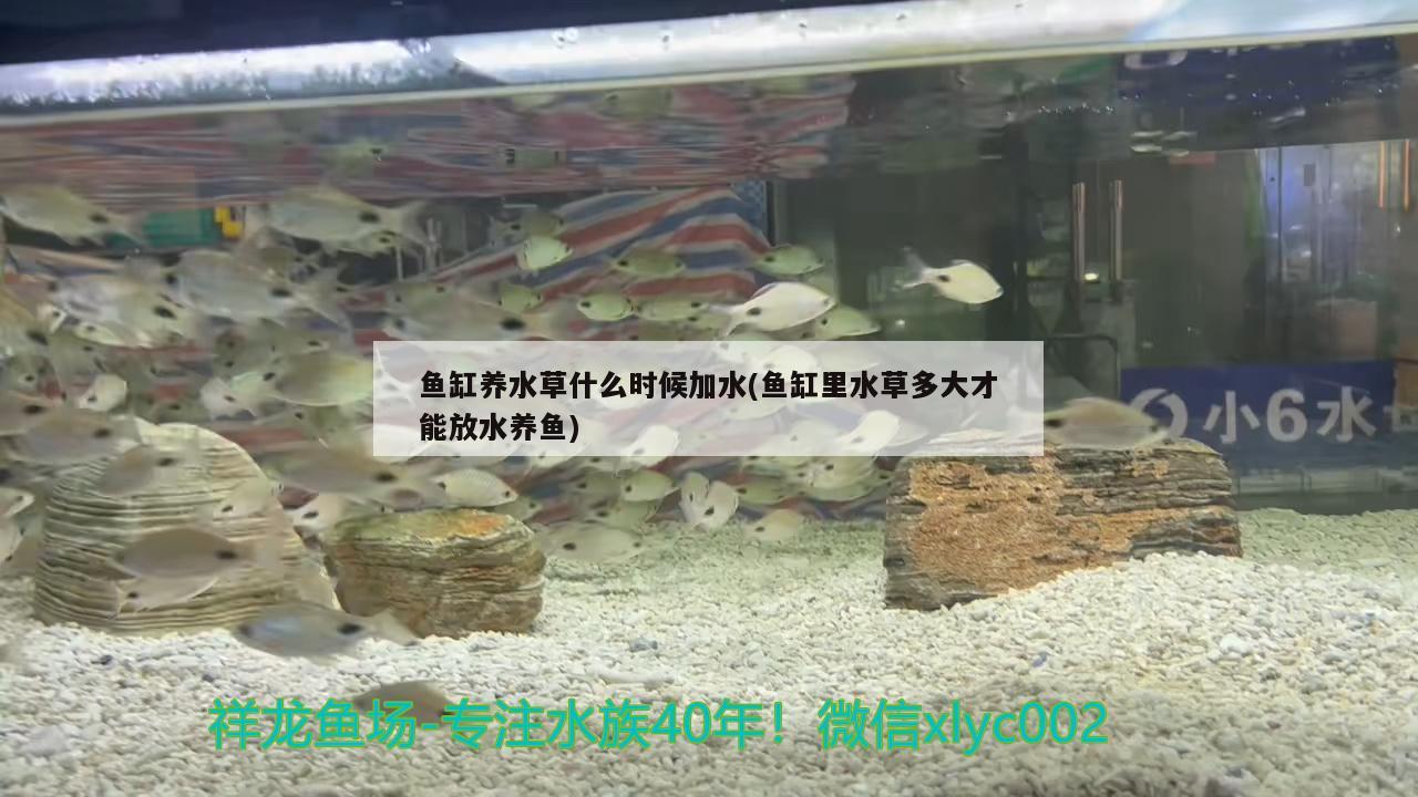 魚缸養(yǎng)水草什么時(shí)候加水(魚缸里水草多大才能放水養(yǎng)魚) 水草