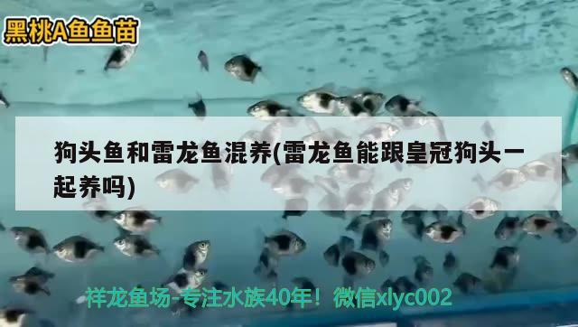 狗頭魚和雷龍魚混養(yǎng)(雷龍魚能跟皇冠狗頭一起養(yǎng)嗎) 狗頭魚