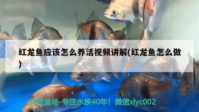 紅龍魚應(yīng)該怎么養(yǎng)活視頻講解(紅龍魚怎么做) 野彩魚