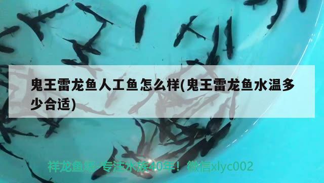 鬼王雷龍魚人工魚怎么樣(鬼王雷龍魚水溫多少合適)