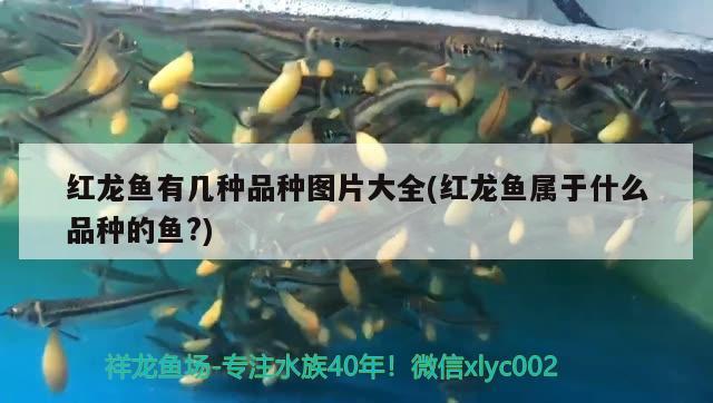 汕尾觀賞魚店地址查詢電話  水族維護服務(wù)（上門） 第2張