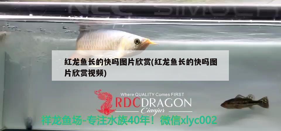 魚缸里能不能放維生素b12(維生素b12能放魚缸里嗎) 帝王血鉆魚 第1張