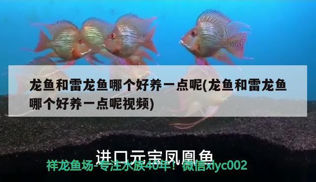 龍魚和雷龍魚哪個好養(yǎng)一點(diǎn)呢(龍魚和雷龍魚哪個好養(yǎng)一點(diǎn)呢視頻)