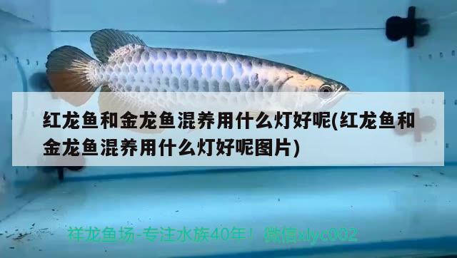 昆明哪里批發(fā)魚缸：昆明哪里批發(fā)水族箱