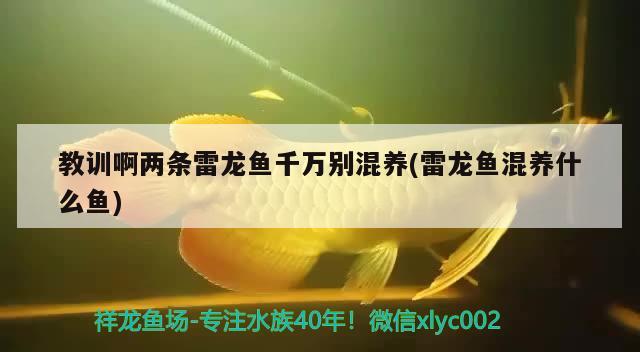 廈門魚缸定制價格查詢（廈門魚缸定制價格查詢表） 成吉思汗鯊（球鯊）魚 第2張