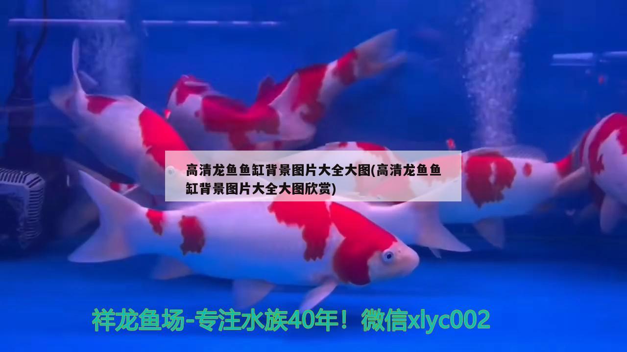 高清龍魚魚缸背景圖片大全大圖(高清龍魚魚缸背景圖片大全大圖欣賞)