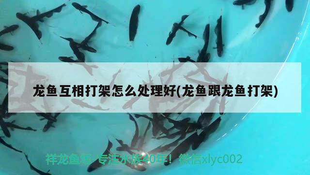 龍魚互相打架怎么處理好(龍魚跟龍魚打架)