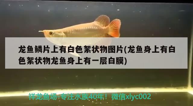 過背金龍魚的壽命是多少年(過背金龍魚一年能長多大)