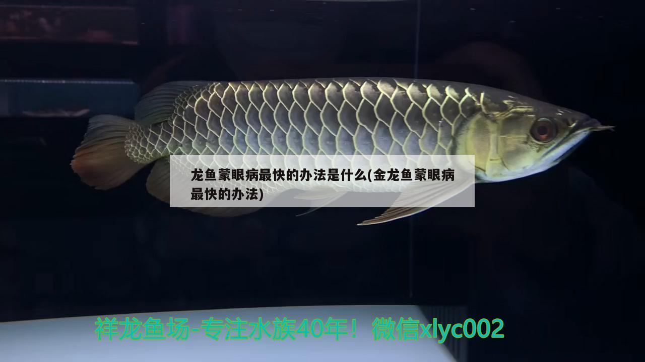 龍魚蒙眼病最快的辦法是什么(金龍魚蒙眼病最快的辦法) 祥龍金禾金龍魚