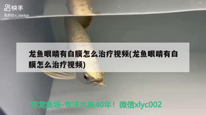 龍魚眼睛有白膜怎么治療視頻(龍魚眼睛有白膜怎么治療視頻)